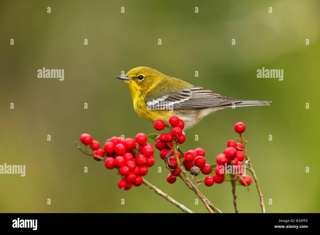 Pine warbler, Setophaga Pinus, Florida. Stockfoto