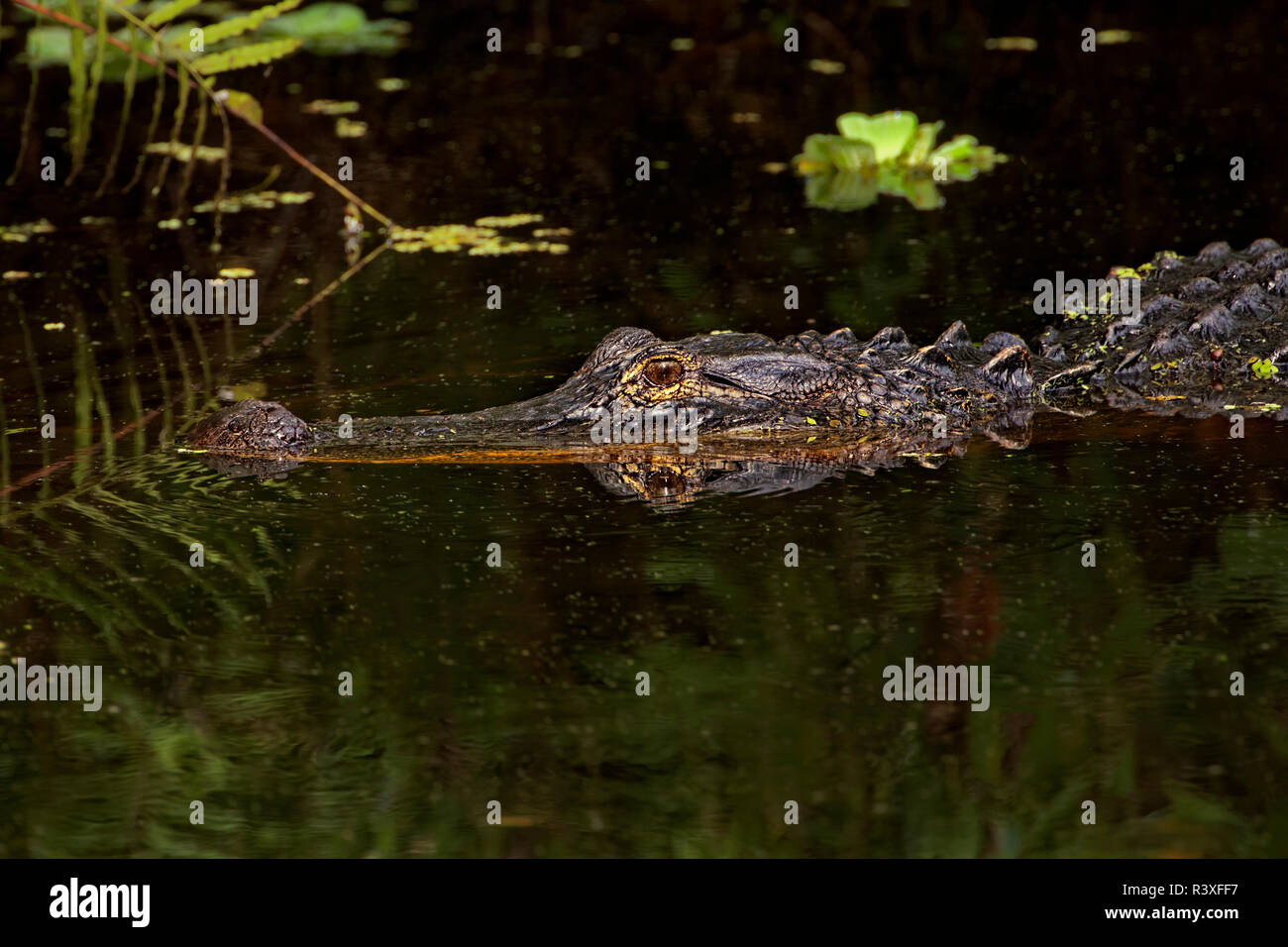 American alligator, Merritt Island National Wildlife Refuge, Florida, Alligator mississippiensis Stockfoto