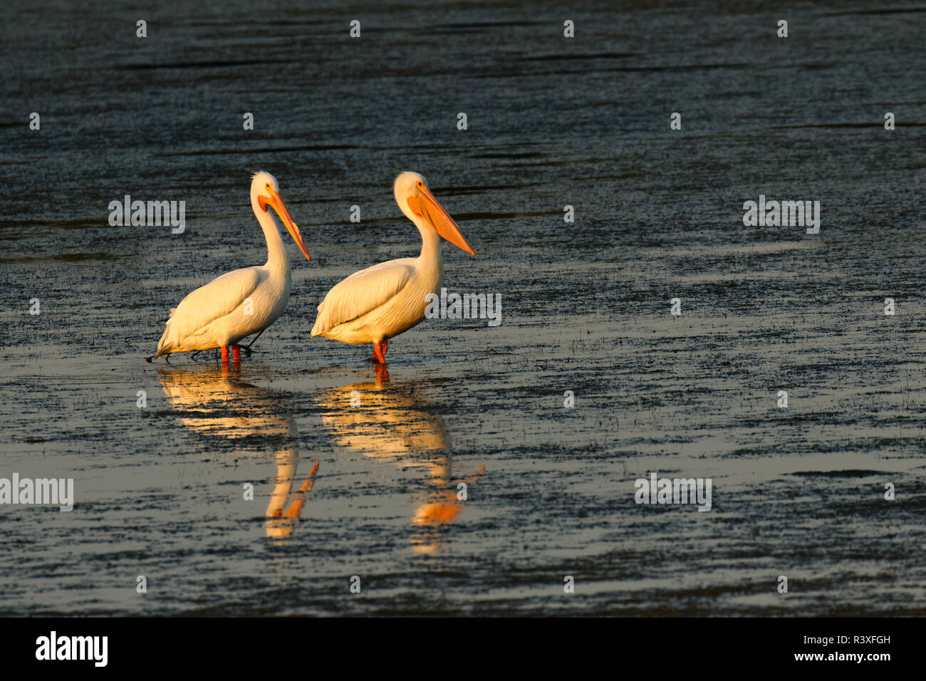 Weiße Pelikane beim ersten Tageslicht, Pelecanus, J.N. Ding Darling National Wildlife Refuge, Florida. Stockfoto