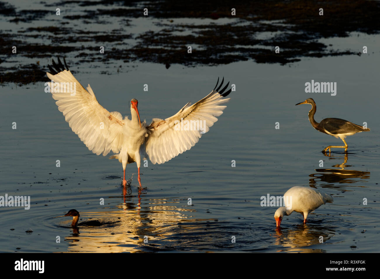 White Ibis Landung, Eudocimus Albus, J.N. Ding Darling National Wildlife Refuge, Florida. Stockfoto