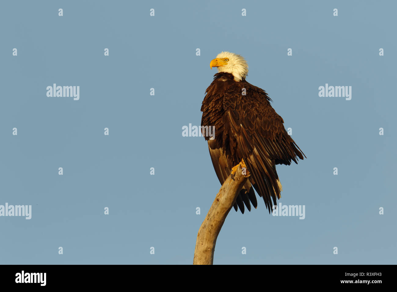 Weißkopfseeadler trocknen Flügel an der letzten Licht, Haliaeetus leucocephalus, Florida. Stockfoto