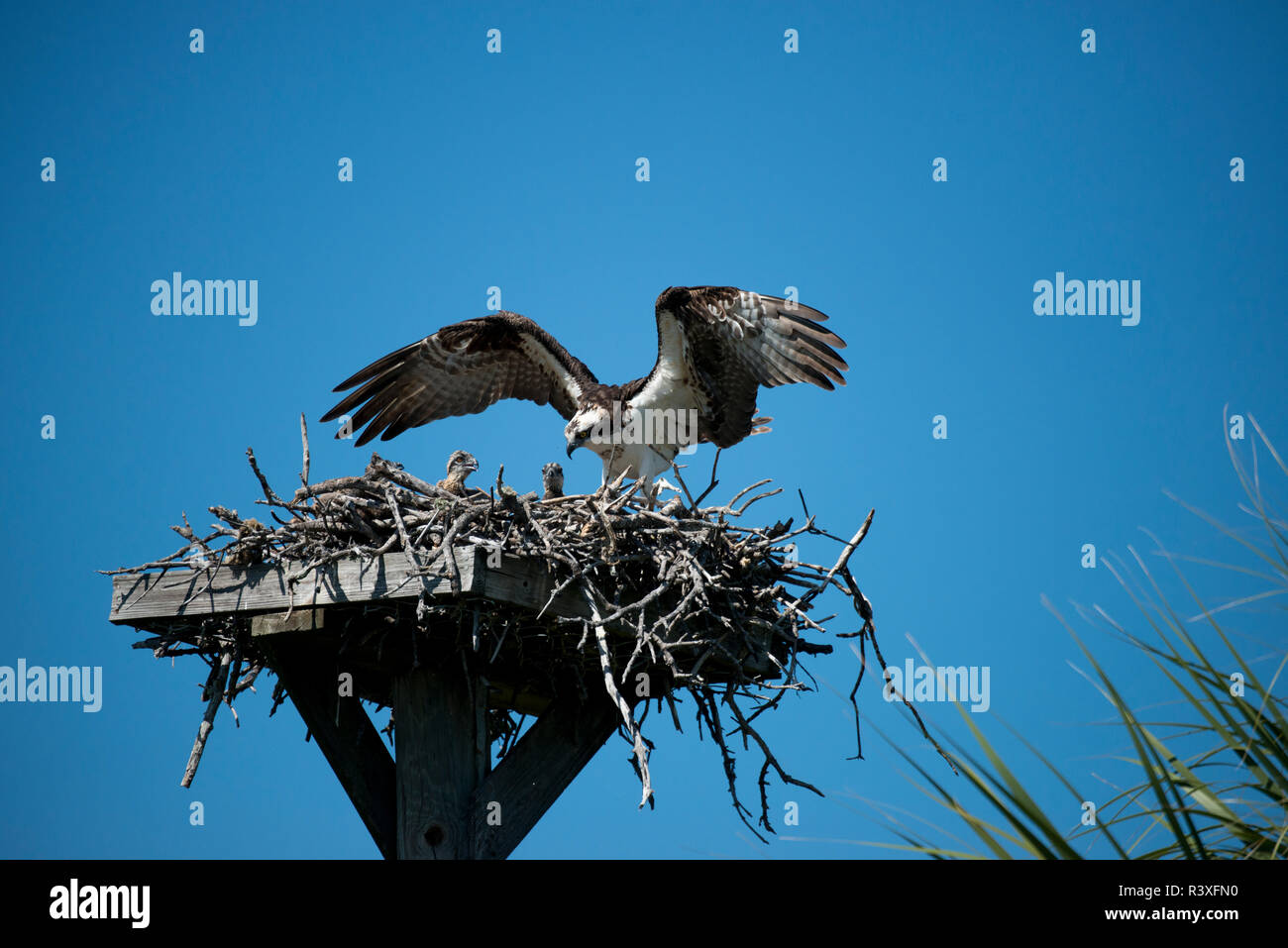 USA, Florida, Sanibel Island, Ding Darling NWR, Osprey Nest mit Erwachsenen und Küken Stockfoto