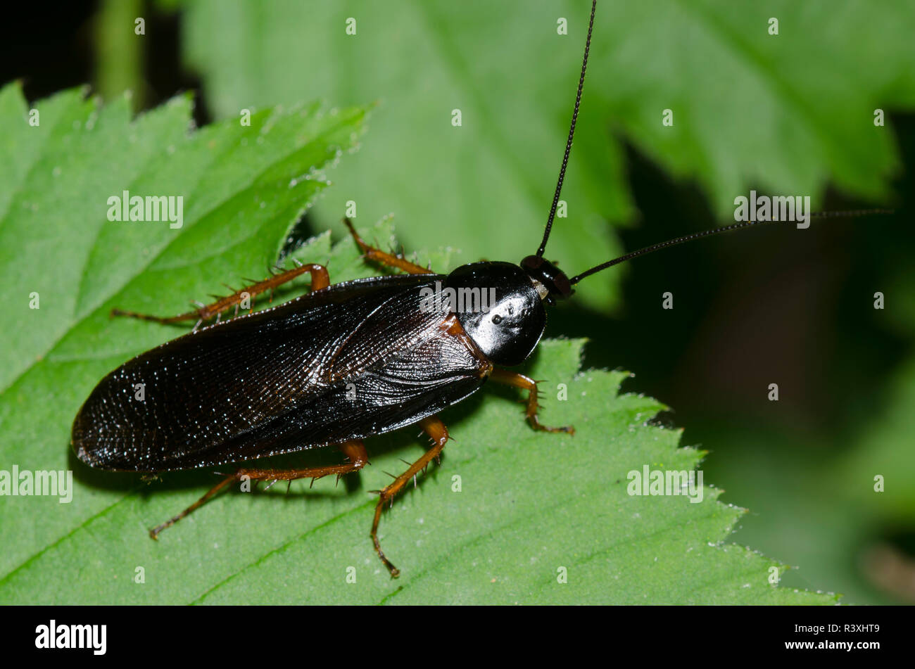 Dunkles Holz Kakerlake, Ischnoptera deropeltiformis Stockfoto