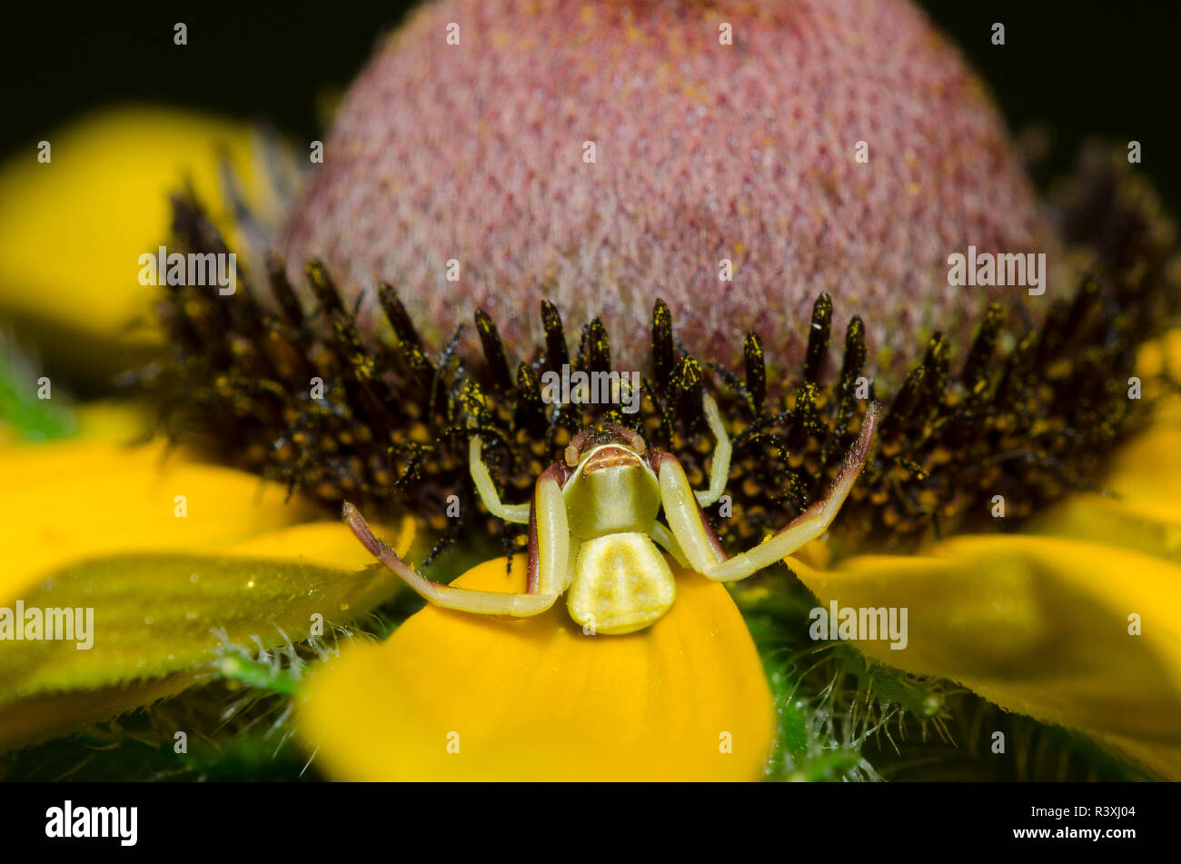 Whitebanded Crab Spider, Misumenoides formosipes, black-eyed Susan, Rudbeckia hirta Stockfoto