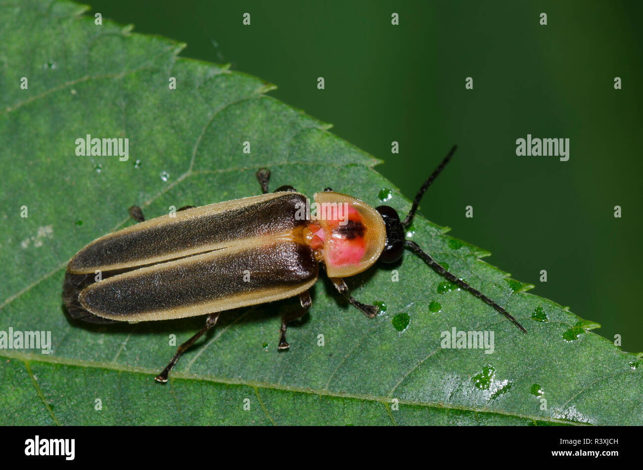 Firefly, Photinus sp. Stockfoto