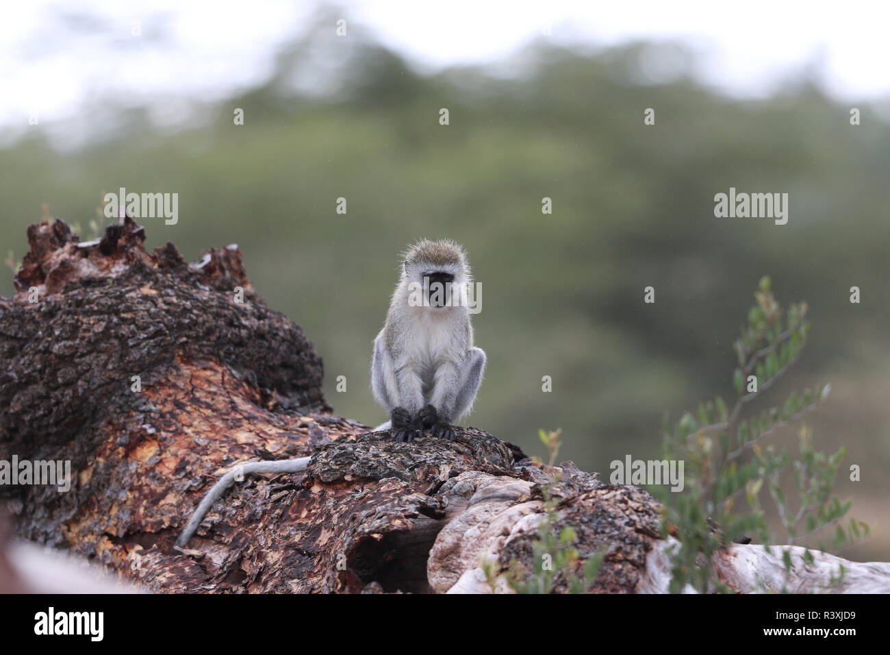 Einsame, single 1, Meerkatze (Cercopithecus aethiops) sitzen auf einem gefallenen Baumstamm mit Schwanz heraus, Porträt, ishasha Queen Elizabeth Park Uganda Stockfoto