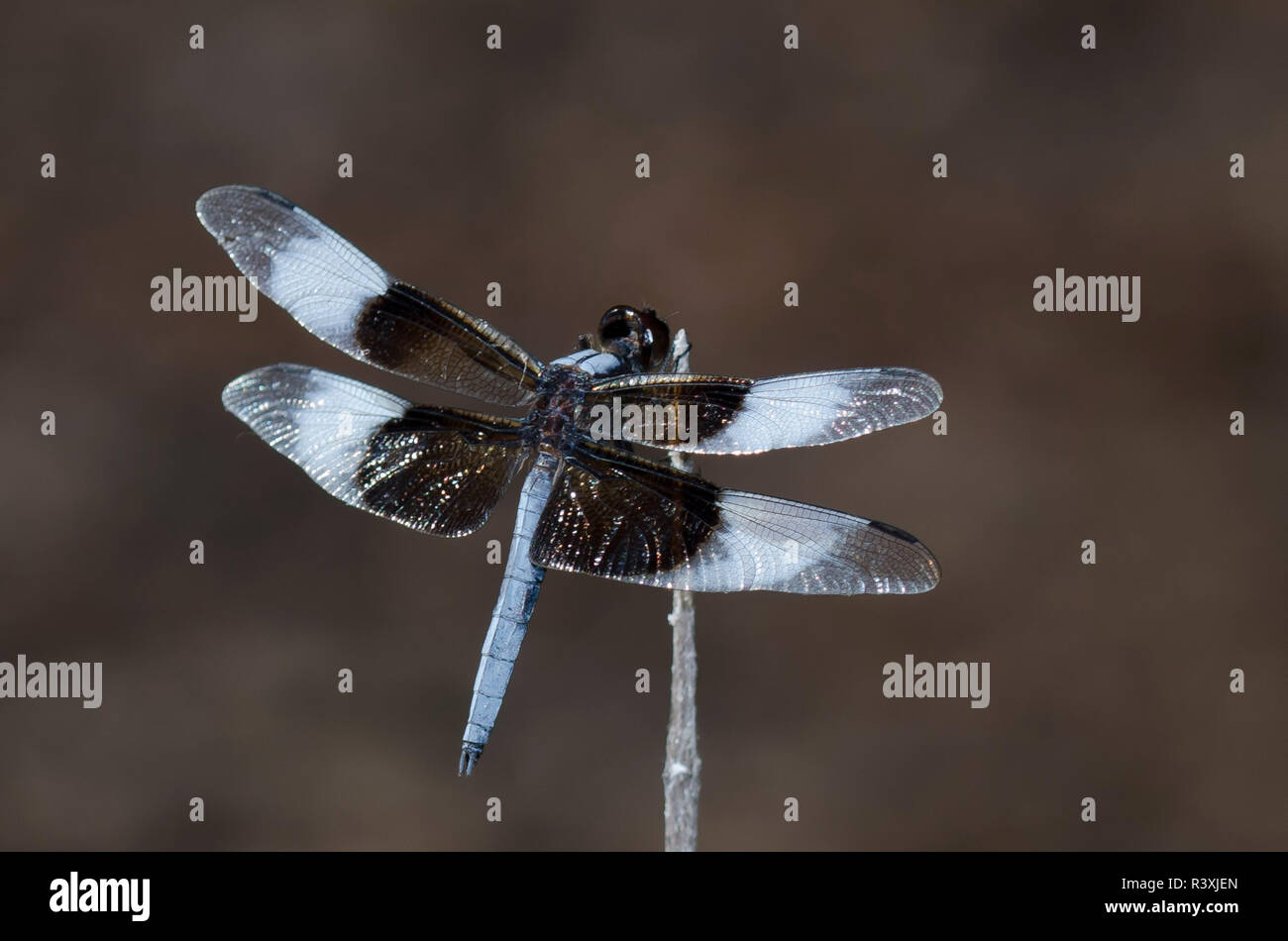 Witwe Skimmer, Libellula luctuosa, männlich Stockfoto