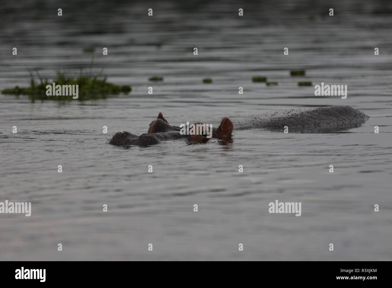 Junge Flusspferd (Hippopotamus amphibischen) in ruhiger Fluss, meist unter Wasser, einige schwimmende Vegetation, Nase, Augen, Ohren & wieder sichtbar, Stockfoto