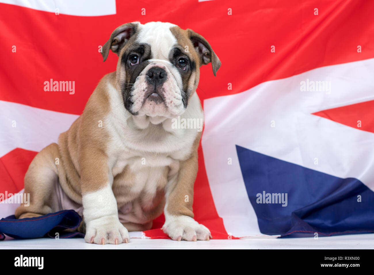 Englische Bulldogge Welpe, sitzend vor der britischen Flagge Stockfoto