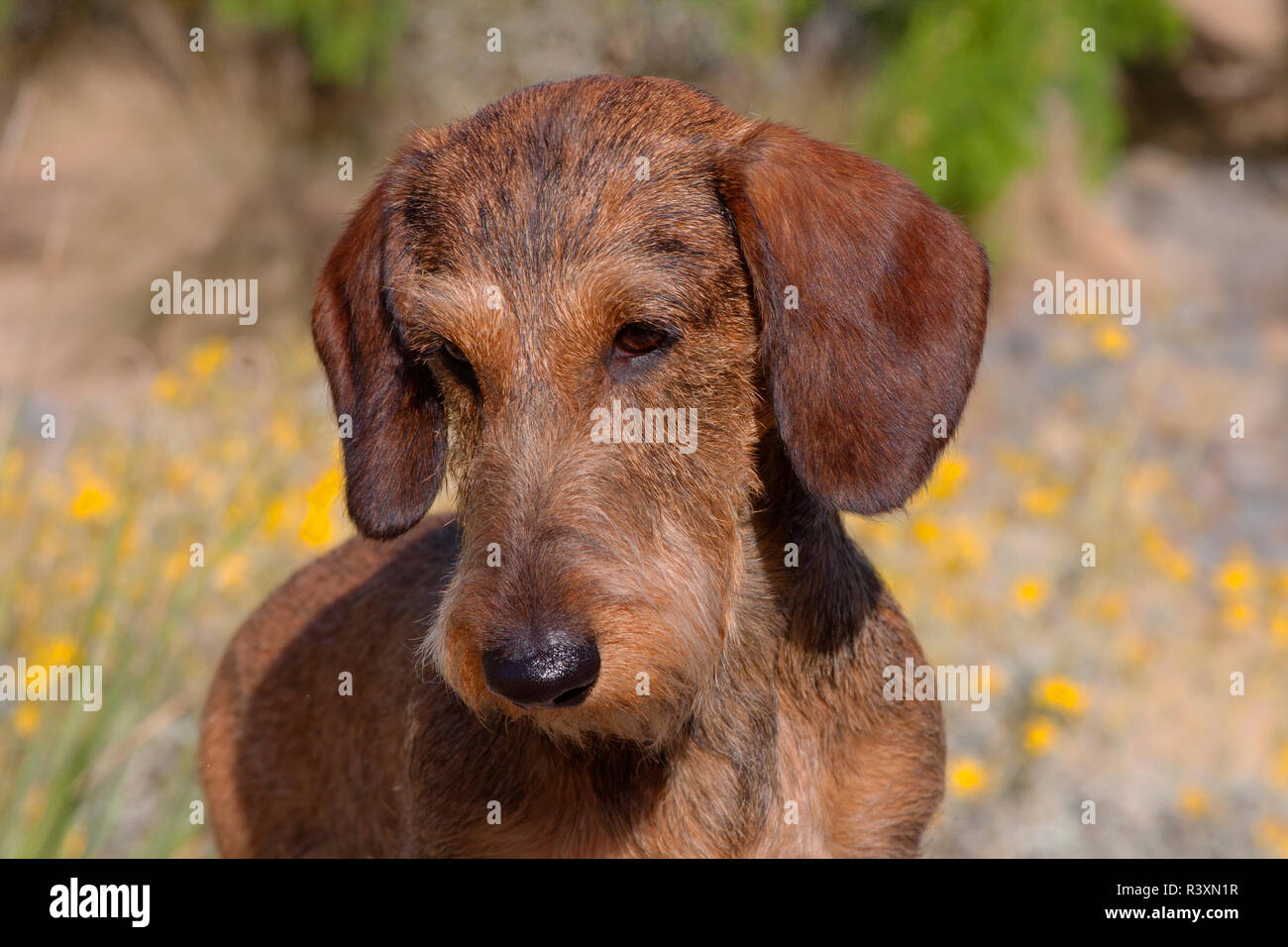 Doxen im Desert Park (MR) Stockfoto