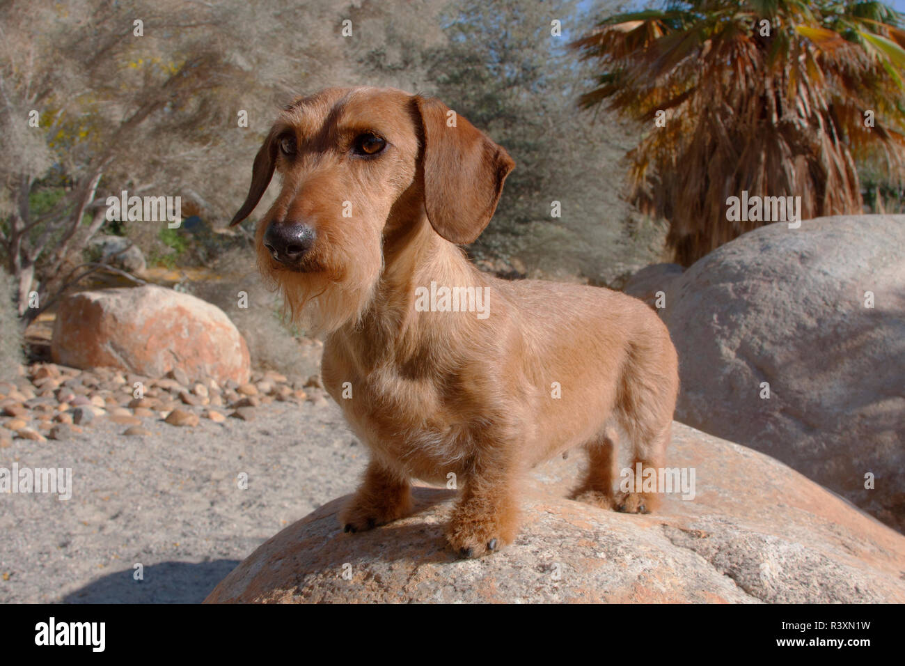 Doxen im Desert Park (MR) Stockfoto