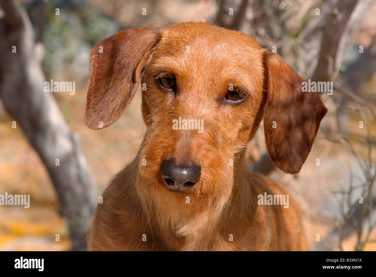Doxen im Desert Park (MR) Stockfoto