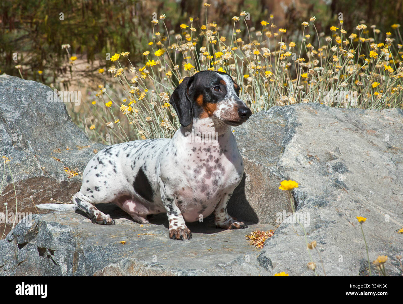 Doxen sitzen auf einem Felsen mit Blumen Stockfoto