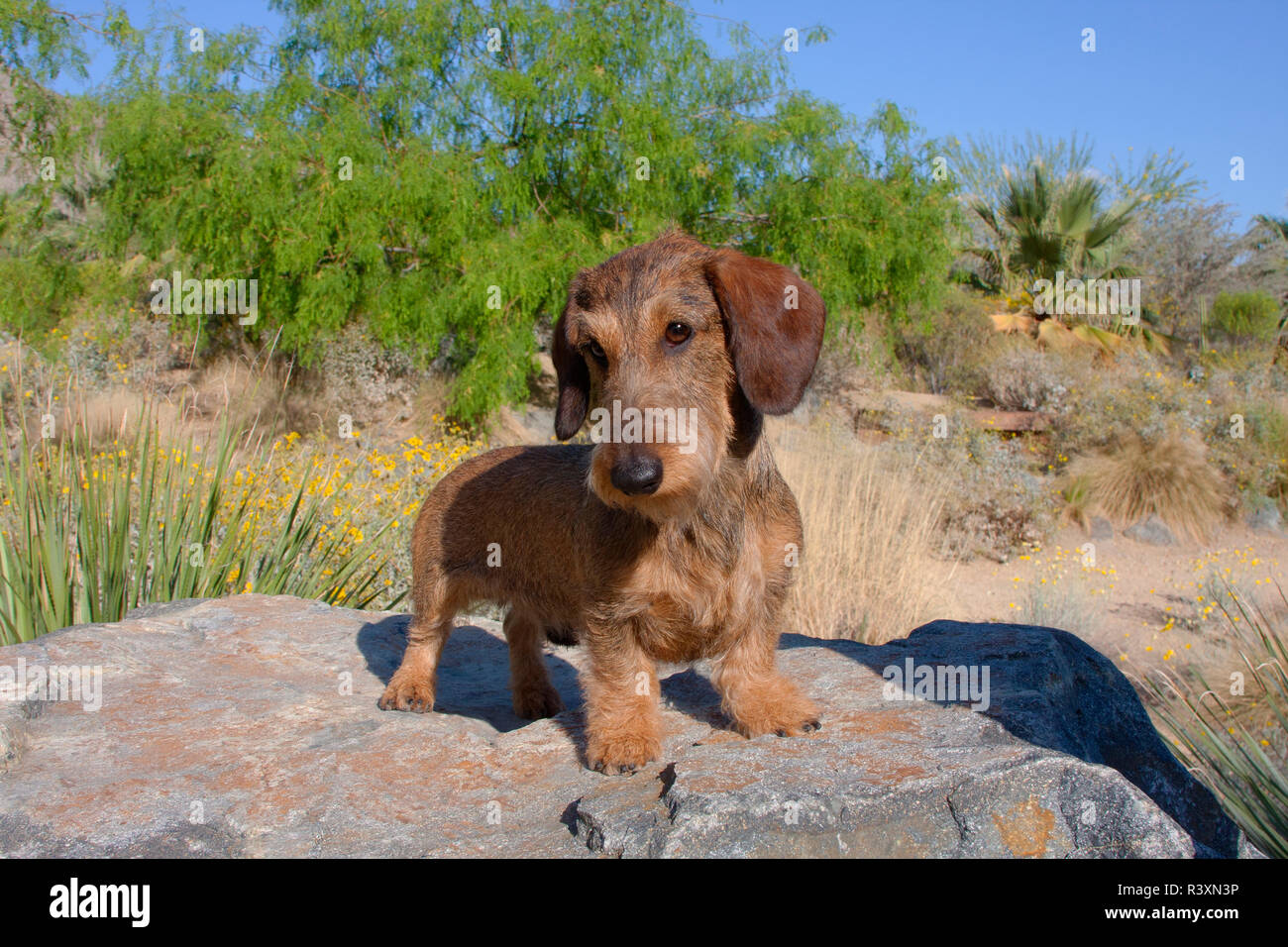 Doxen auf Felsen (MR) Stockfoto