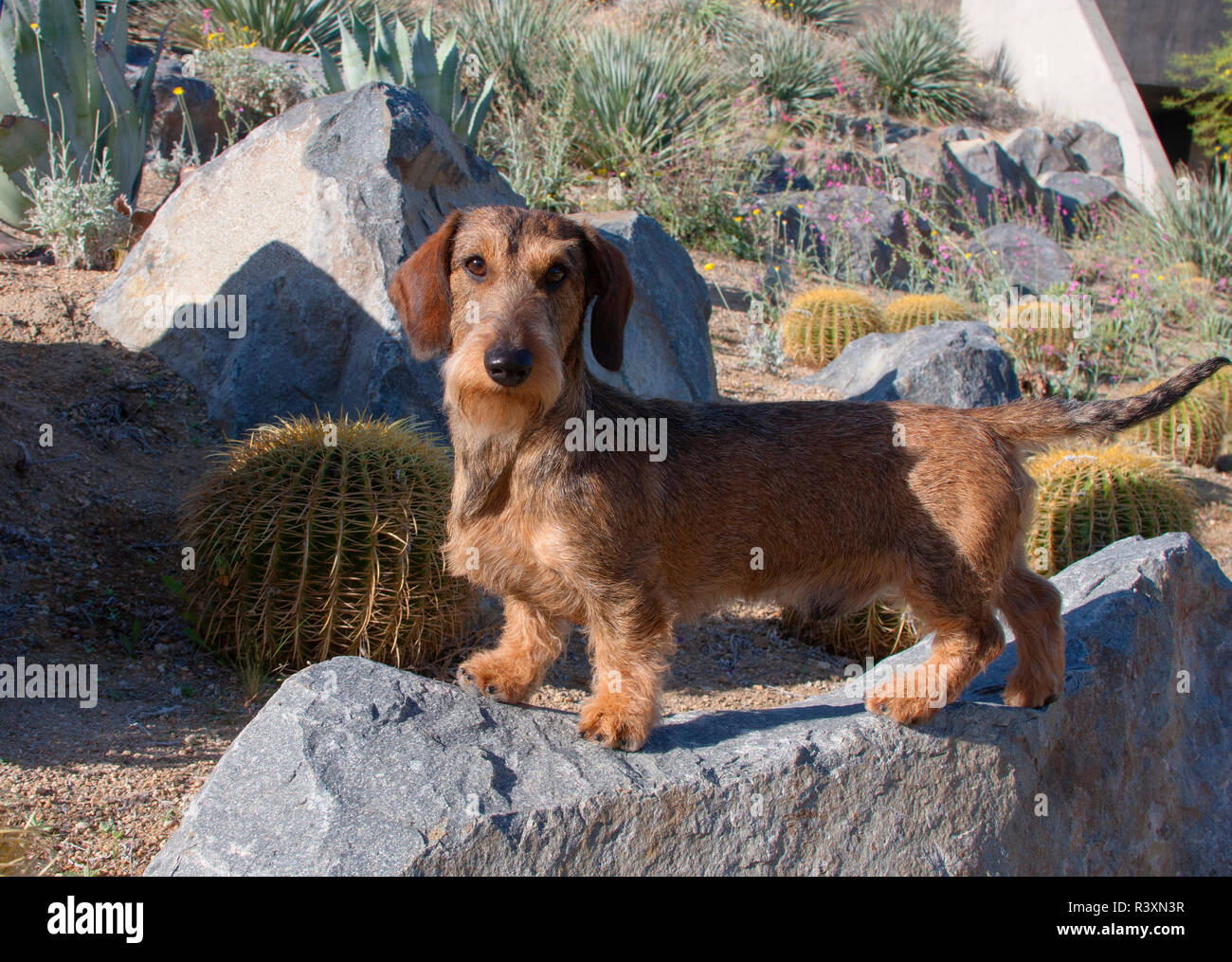 Doxen auf Felsen (MR) Stockfoto