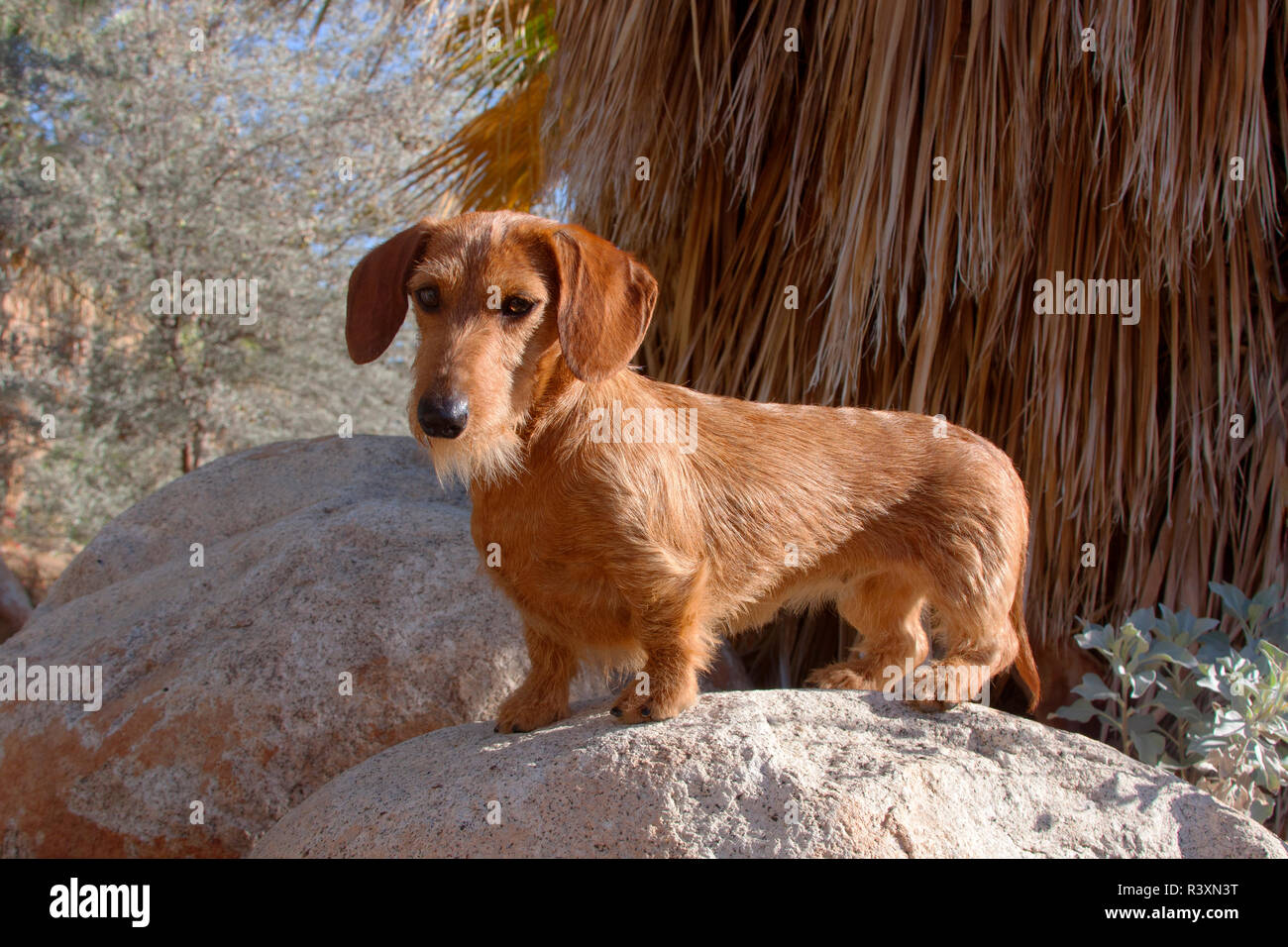 Doxen auf Felsen (MR) Stockfoto