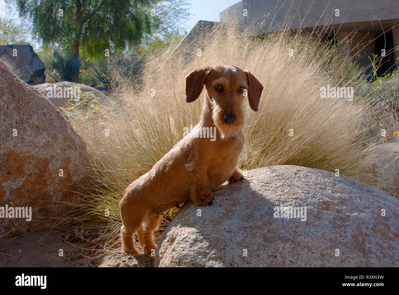 Doxen auf Felsen (MR) Stockfoto