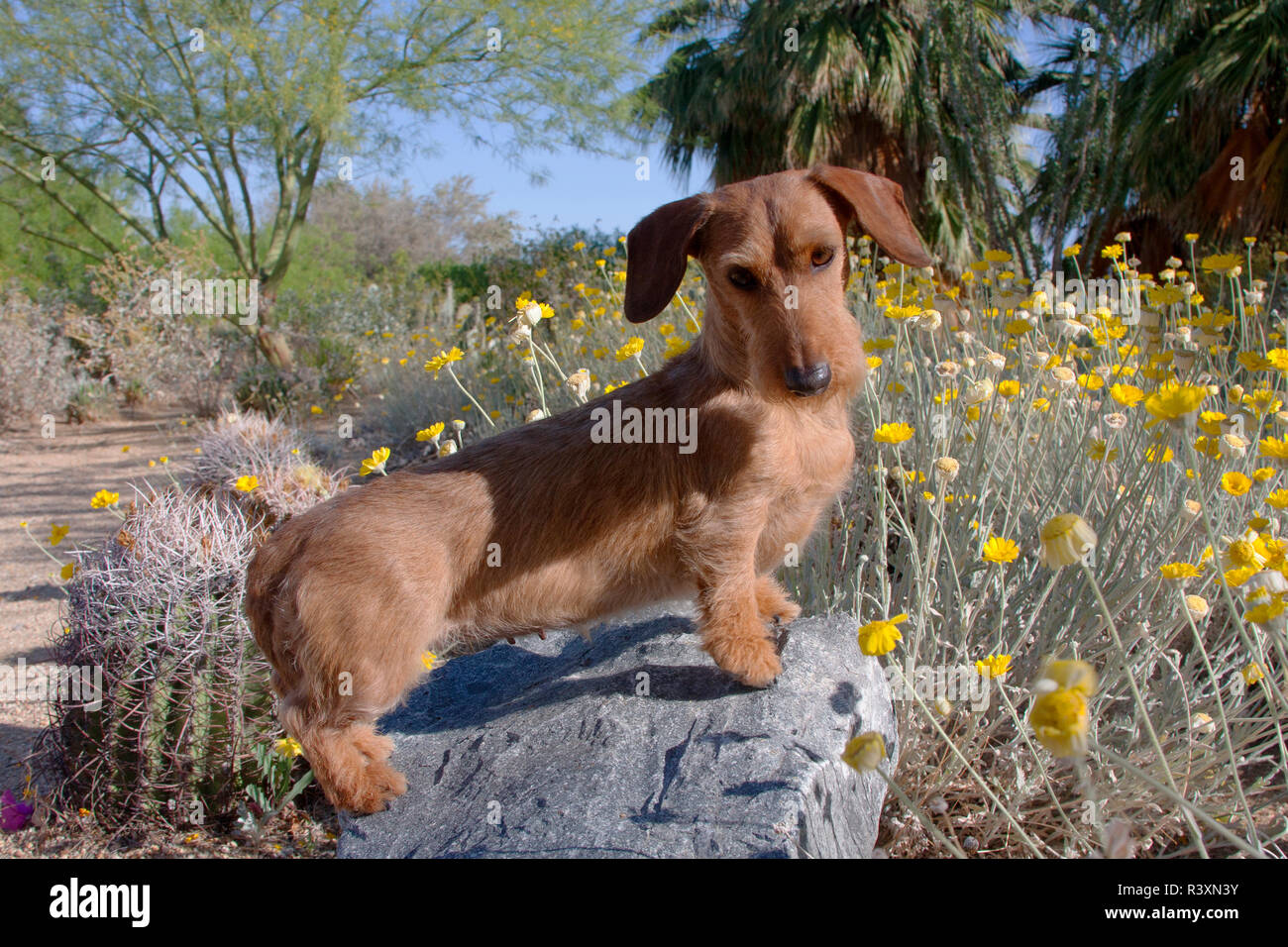 Doxen auf Felsen (MR) Stockfoto