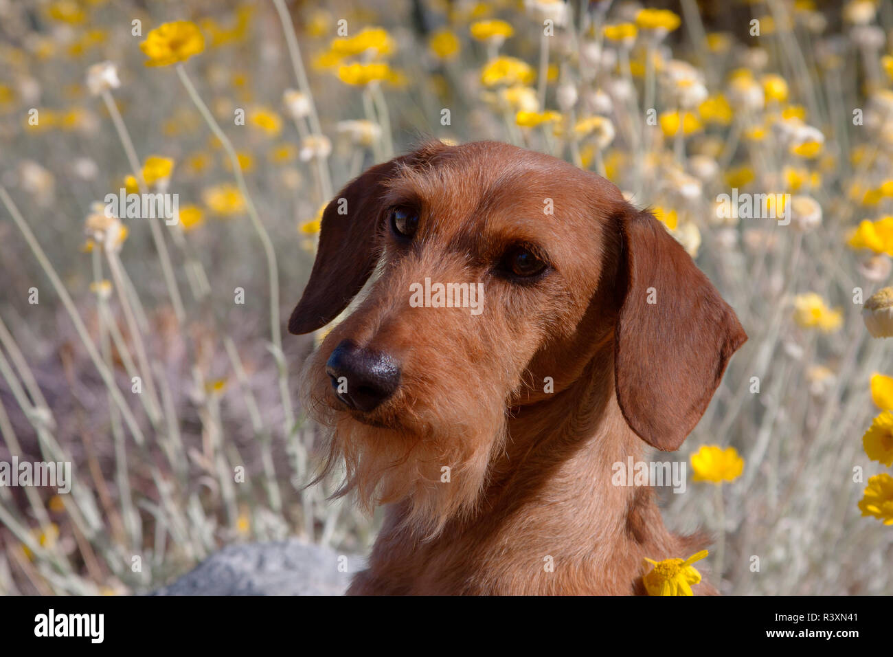 Porträt einer Doxen (MR) Stockfoto