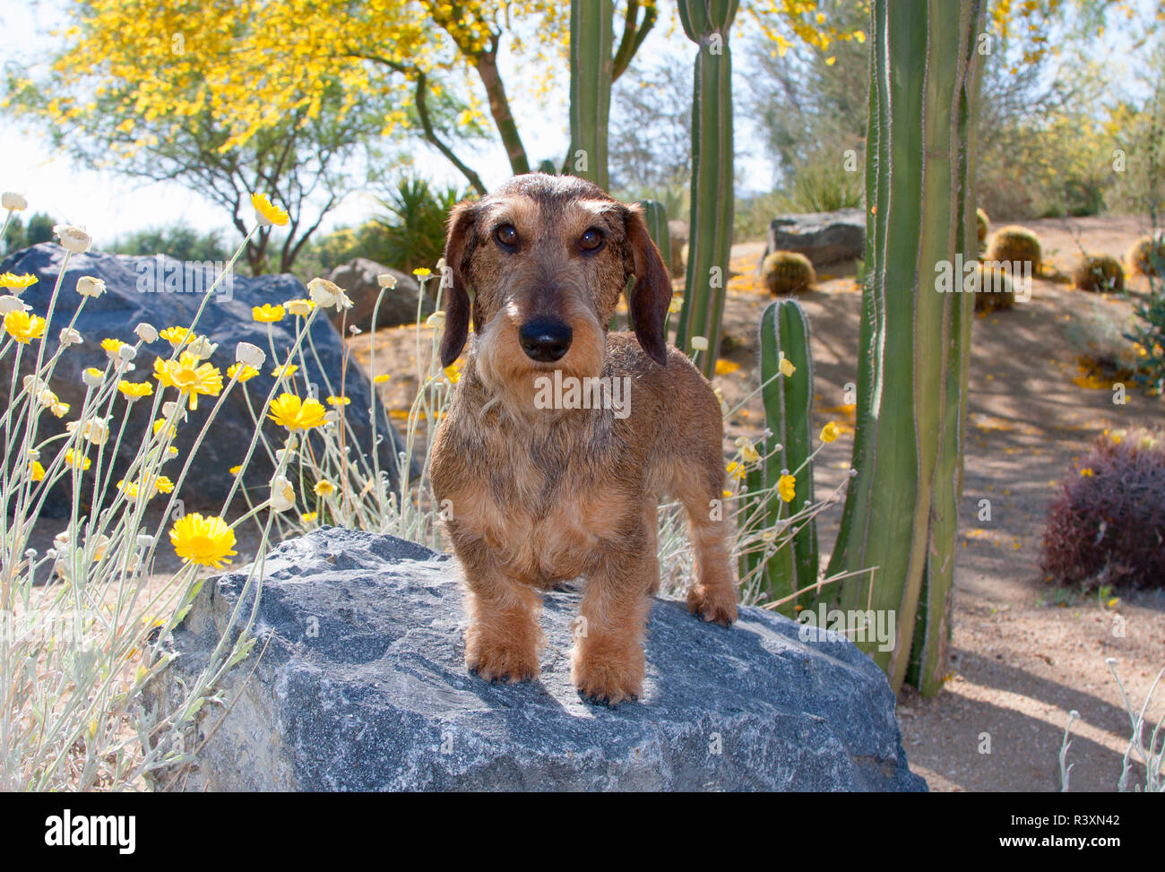 Doxen auf Felsen (MR) Stockfoto