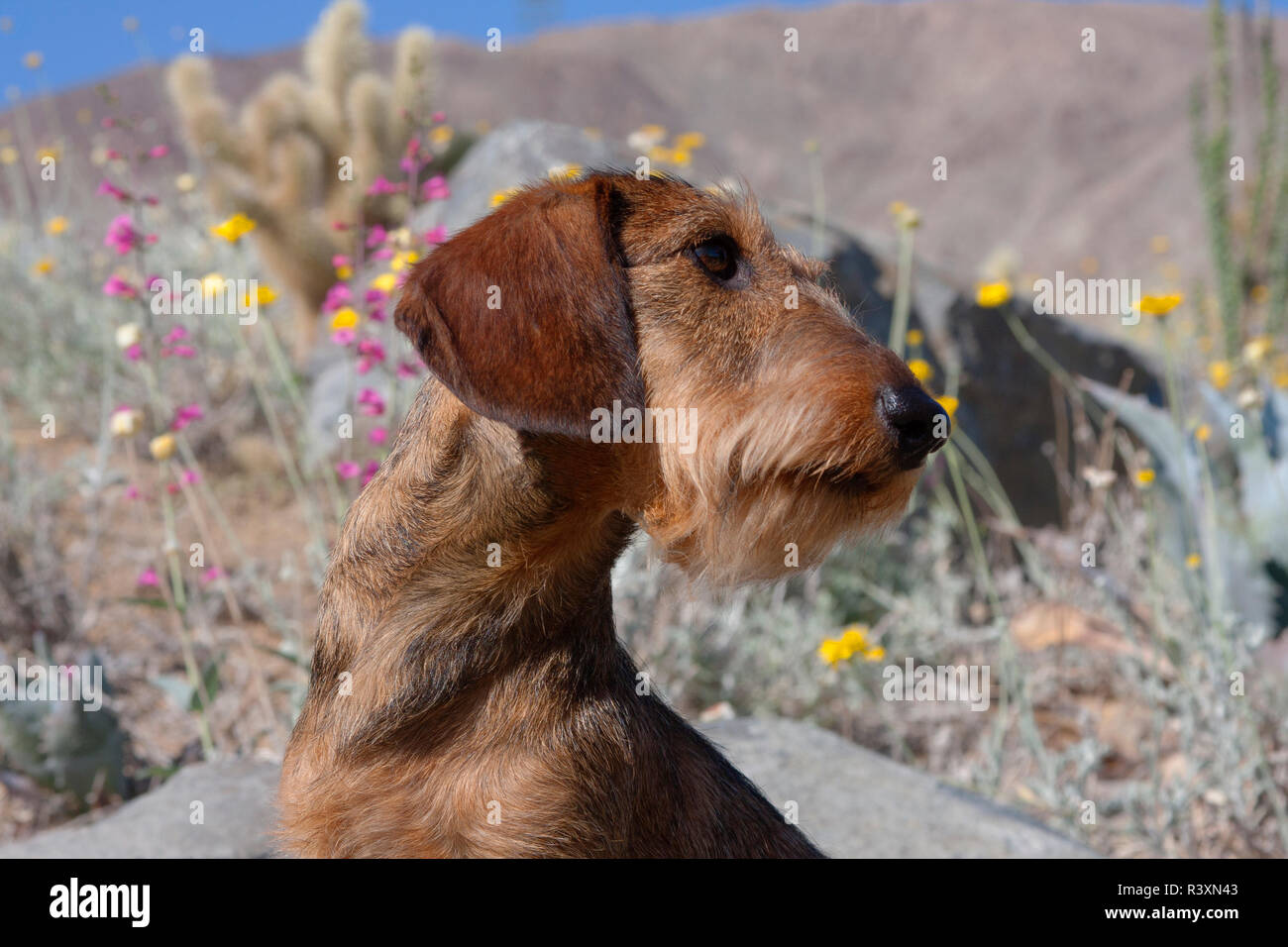 Porträt einer Doxen (MR) Stockfoto