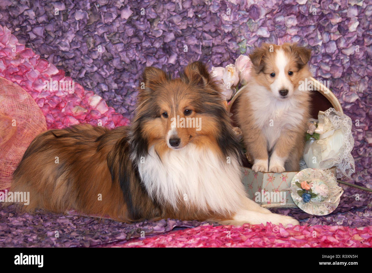 Shetland Sheepdog Mutter und Welpen (PR) Stockfoto