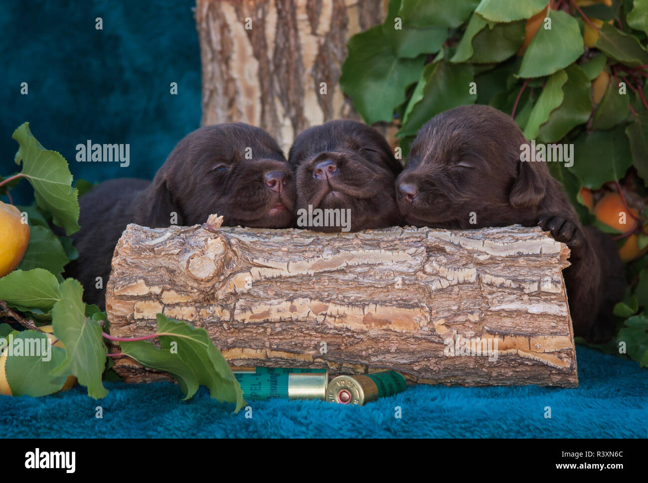 Chocolate Labrador Retriever Welpen schlafen (PR) Stockfoto