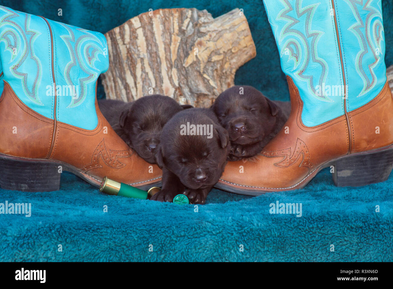 Chocolate Labrador Retriever Welpen schlafen (PR) Stockfoto