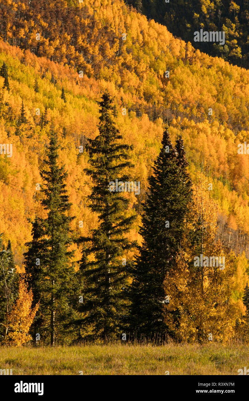 Herbst Aspen Bäume am Berghang von Million Dollar Highway in der Nähe von Crystal Lake, Ouray, Colorado Stockfoto