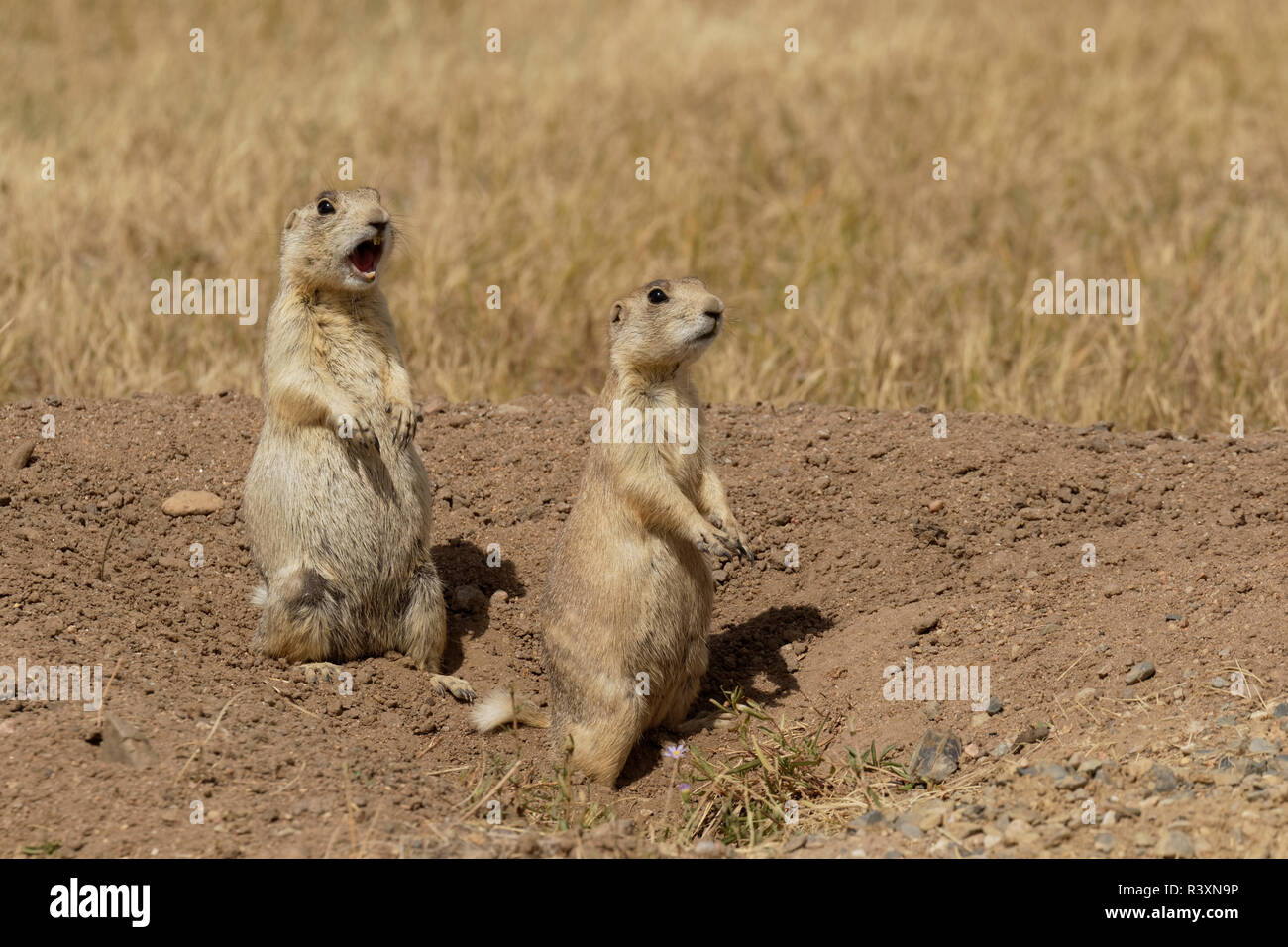 White-tailed Prairie Dogs, Cynomys leucurus, Arapaho National Wildlife Refuge, Colorado Stockfoto