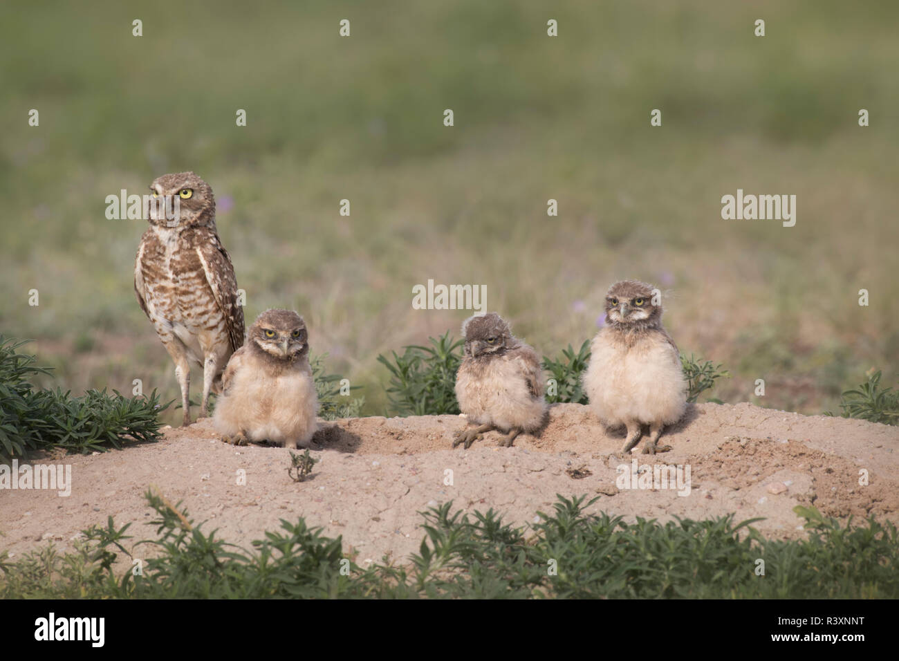 USA, Colorado, Pawnee nationalen Grasland. Grabens der Eulen im Nest. Stockfoto