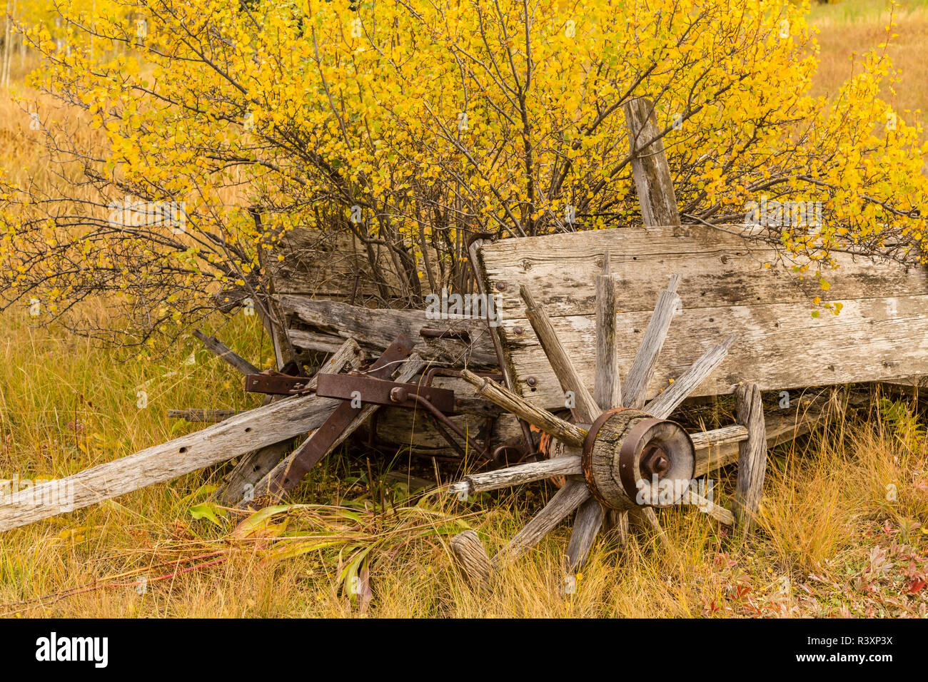 USA, Colorado, White River National Forest. Alte Wagen am Ashcroft Geisterstadt. Stockfoto