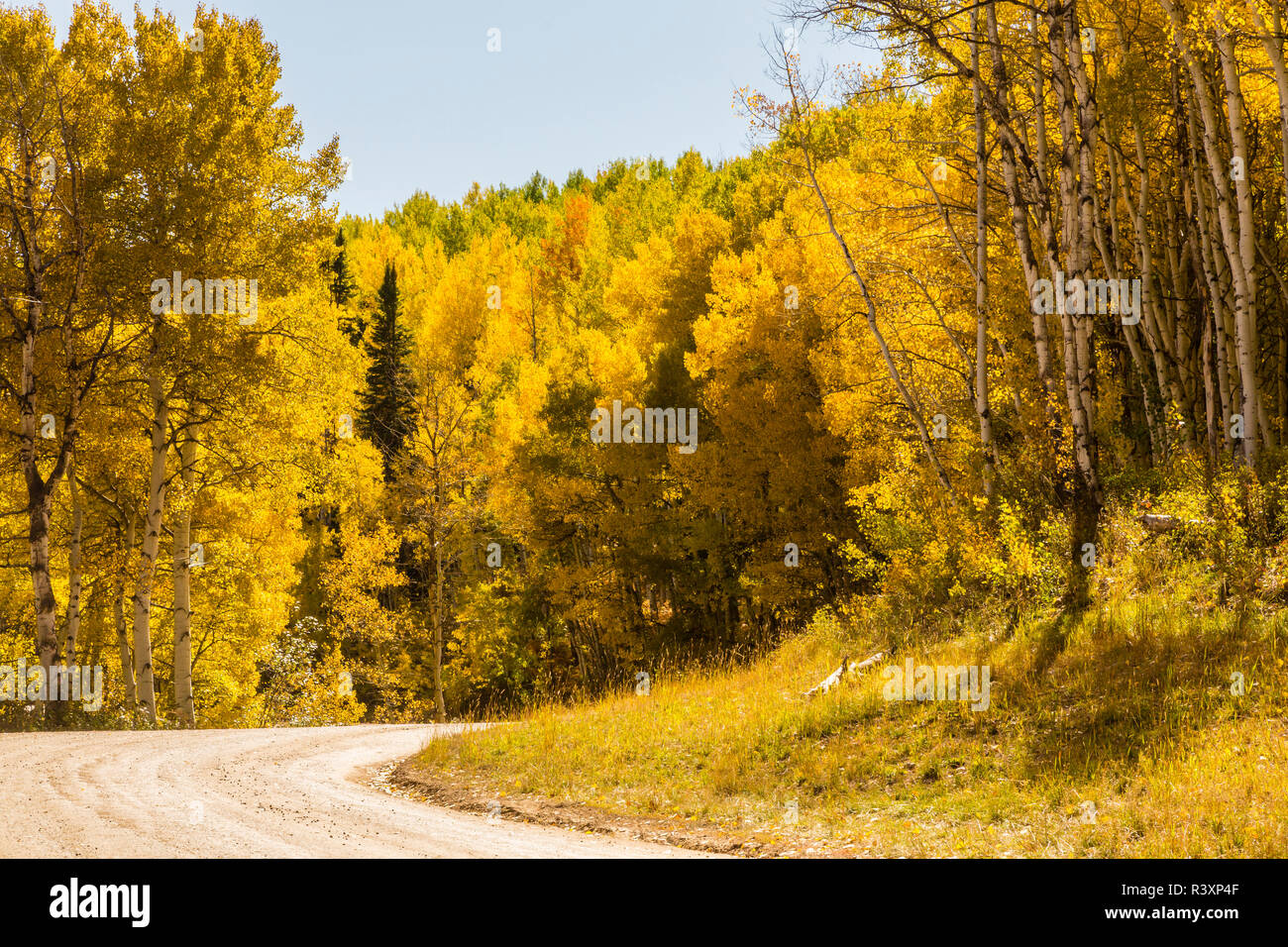 USA, Colorado Gunnison National Forest. Straße durch die Berge Wald im Herbst. Stockfoto