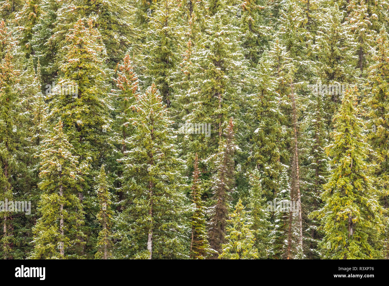 USA, Colorado, Grand Mesa. Snowy Mountain Forest im Herbst. Stockfoto