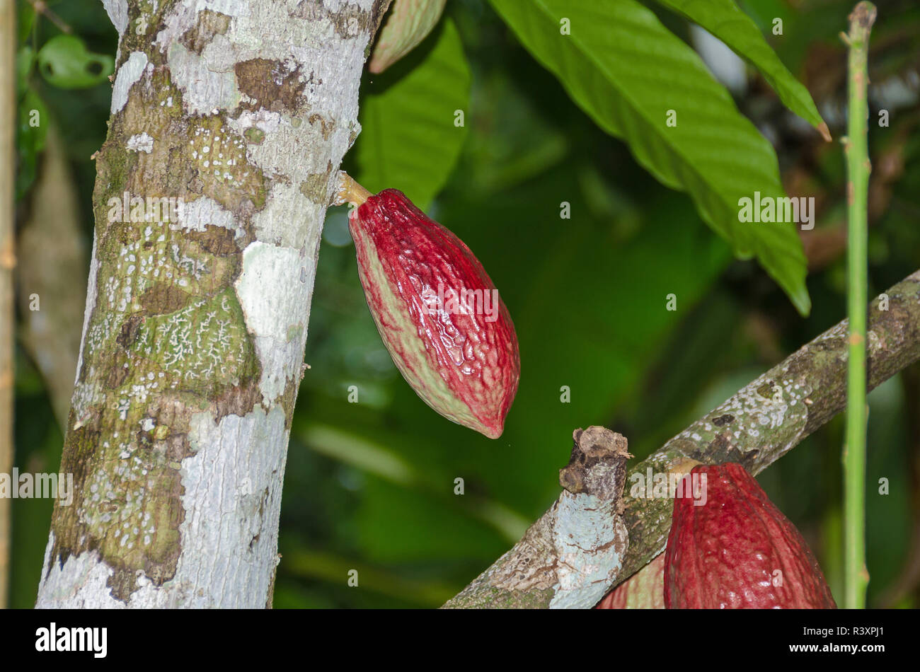 Wild cacao Baum mit reifen Früchten, die sich aus den Baumstamm, in der Red Frog Island Resort Naturschutzgebiet auf der Insel Bastimentos, Panama. Stockfoto