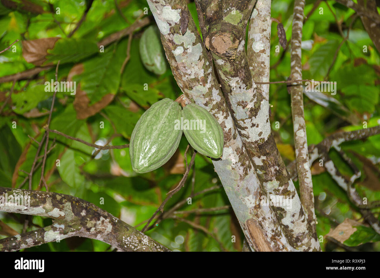 Wild Kakaobaum mit unreife grüne Früchte, die sich aus den Baumstamm, in der Red Frog Island Resort Naturschutzgebiet auf der Insel Bastimentos, Pana Stockfoto