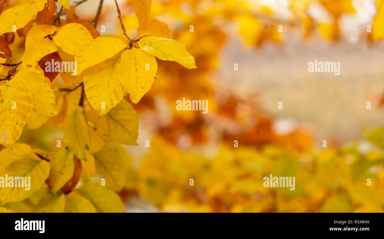 gelbes Herbstlaub Stockfoto