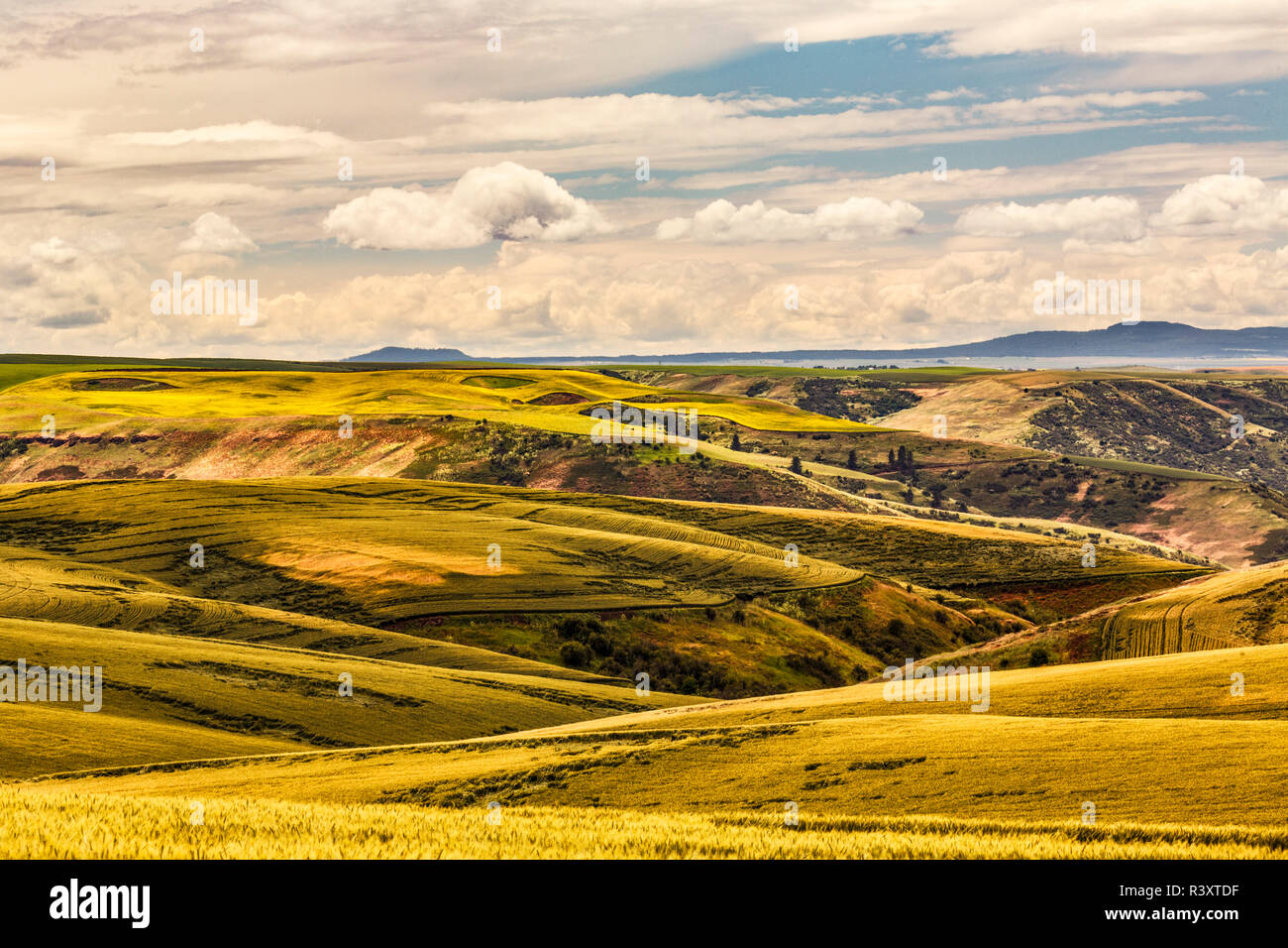 Weizen und Raps, Getreide auf sanften Hügeln, Palouse Region des westlichen Idaho. Stockfoto