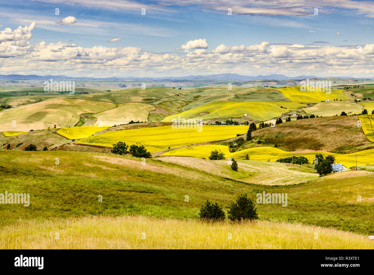 Erhöhten Blick auf die sanften Hügel von Raps und Weizen, Palouse Region des westlichen Idaho. Stockfoto