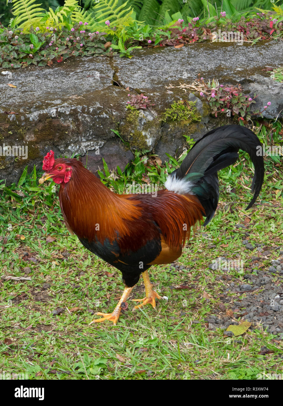 Bunte Hahn Roaming Freie auf der grossen Insel von Hawaii Stockfoto