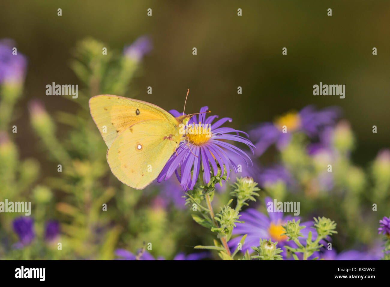 Orange Schwefel (Colias Eurytheme) auf Frikart Aster (Aster frikartii) Marion County, Illinois Stockfoto