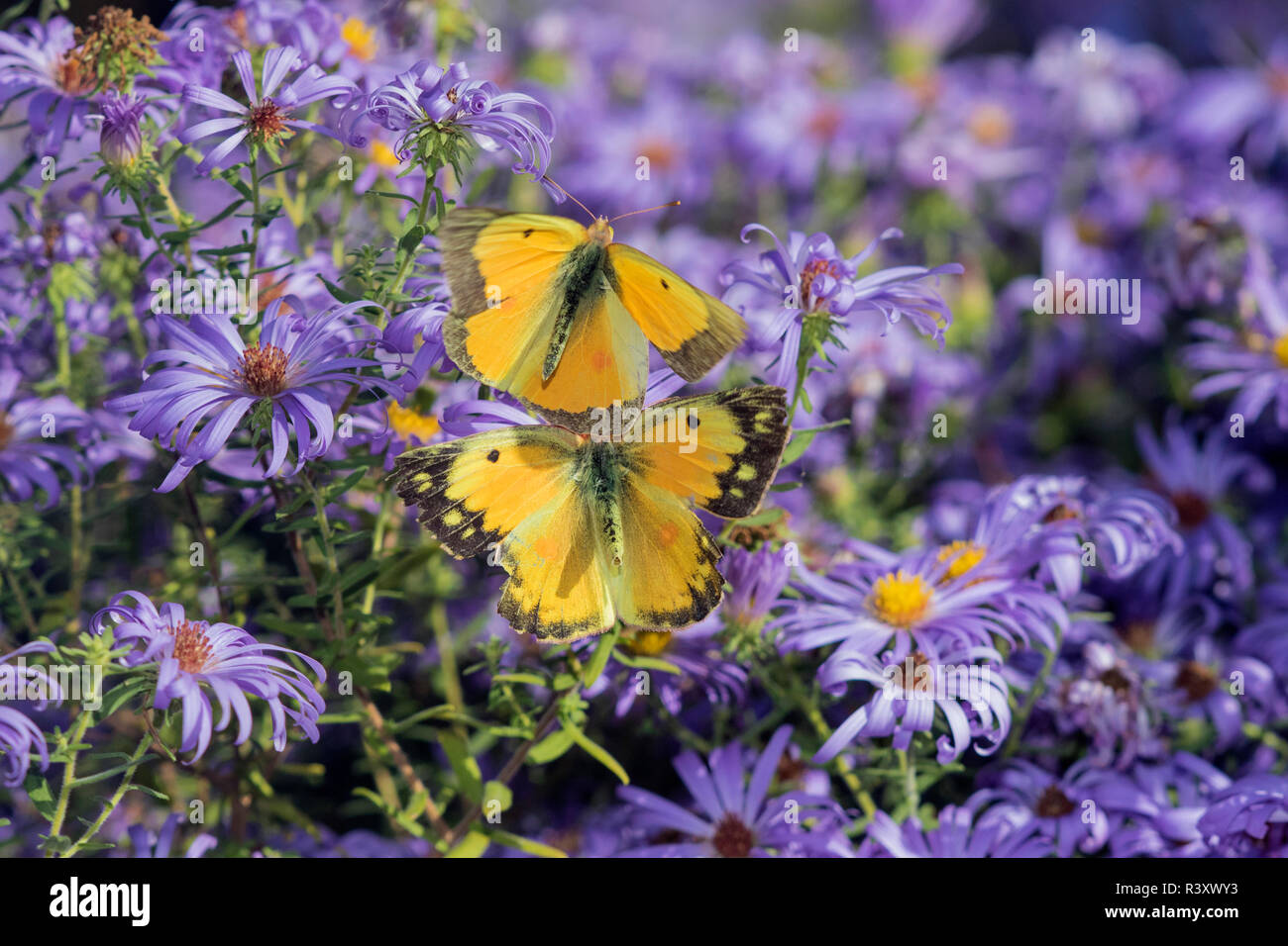Orange Schwefel (Colias Eurytheme) auf Frikart Aster (Aster frikartii) Marion County, Illinois Stockfoto