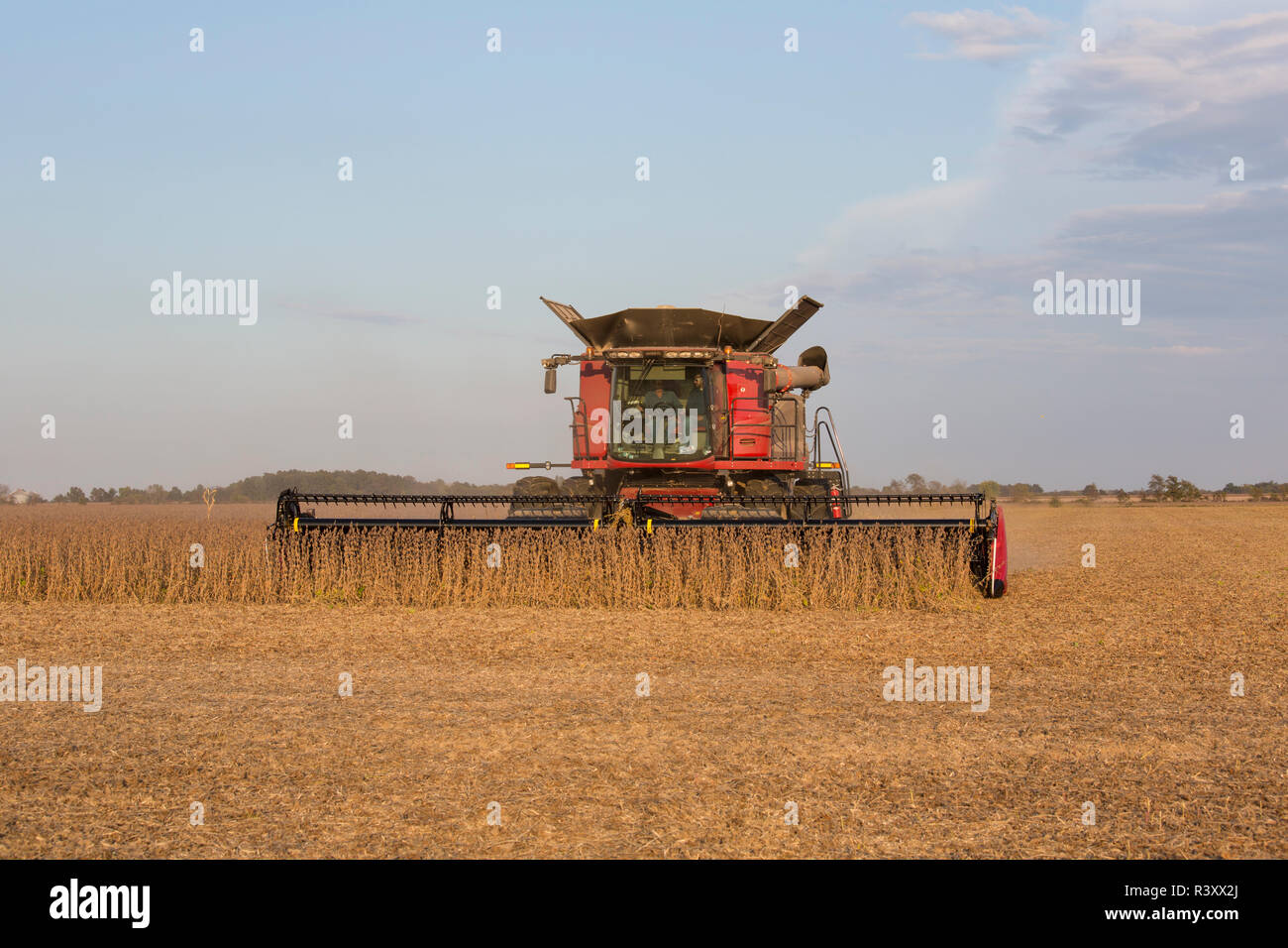 Soja-ernte mit Case IH Mähdrescher im Marion County, Illinois Stockfoto