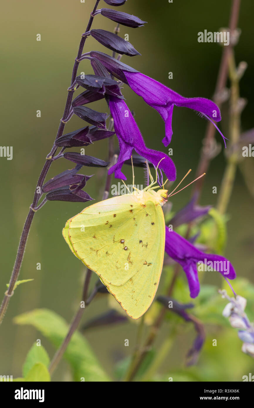 Wolkenlosen Schwefel (Phoebis sennae) Amistad (amistad) Salvia Salvia in Marion County, Illinois Stockfoto