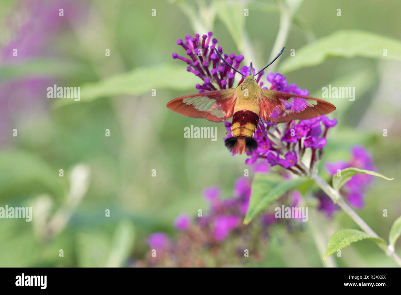 Hummingbird Clearwing (Hemaris thysbe) auf Butterfly Bush (Buddleja davidii), Marion County, Illinois Stockfoto