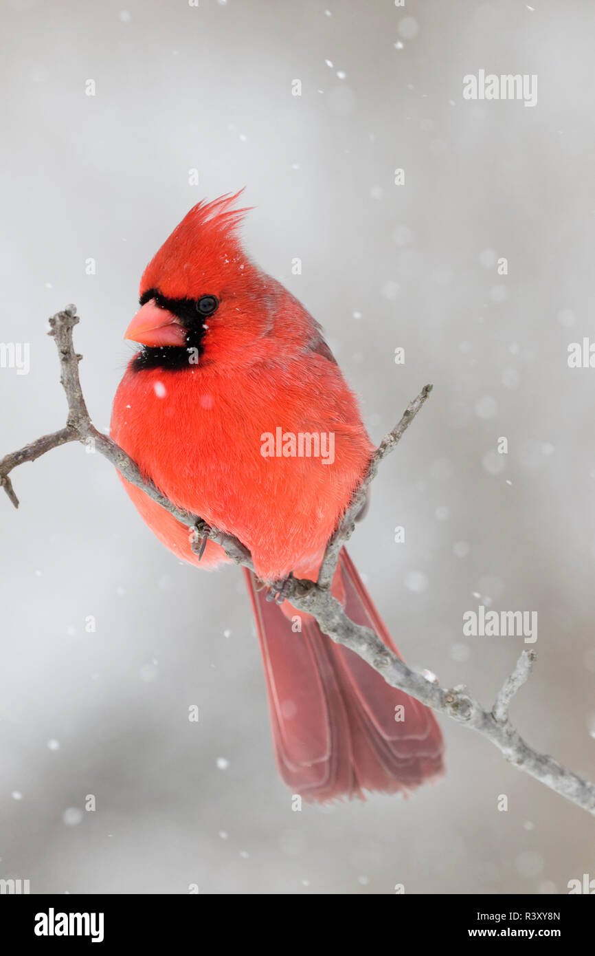 Männliche nördlichen Kardinal im Schnee, Kentucky Stockfoto