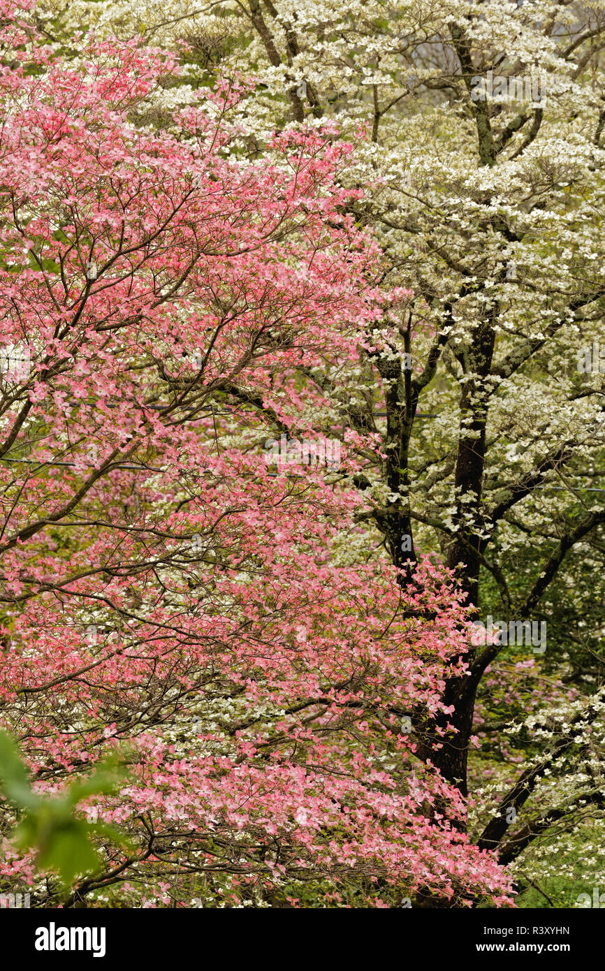 Rosa und weißer Hartriegel Bäume in voller Blüte, Kentucky Stockfoto