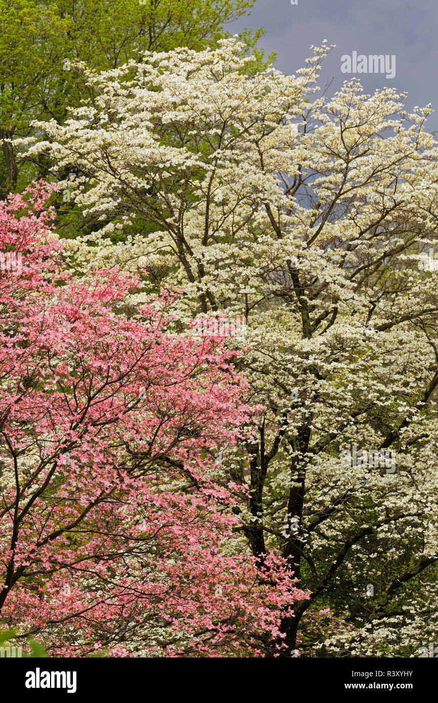 Rosa und weißer Hartriegel Bäume in voller Blüte, Kentucky Stockfoto