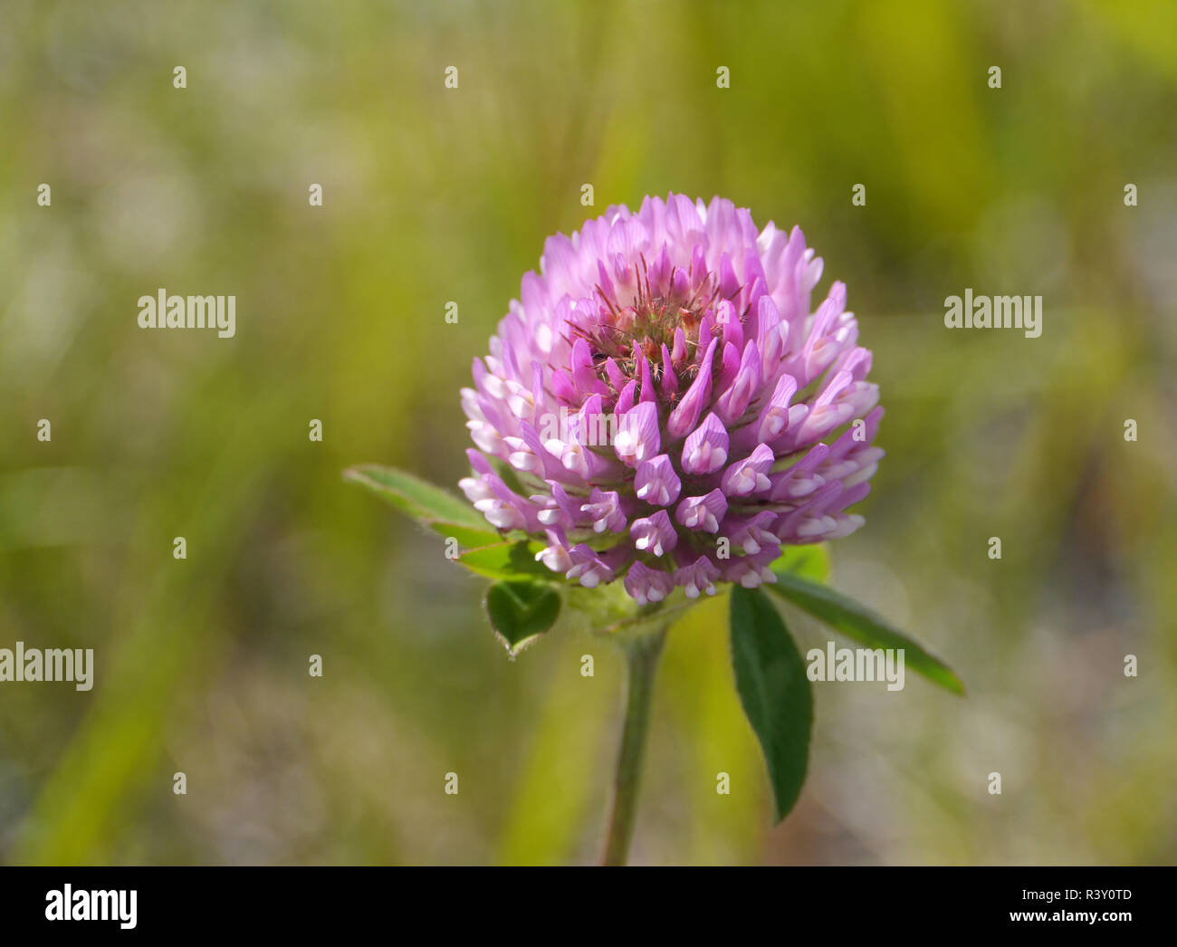 Wiese Rotklee Stockfoto