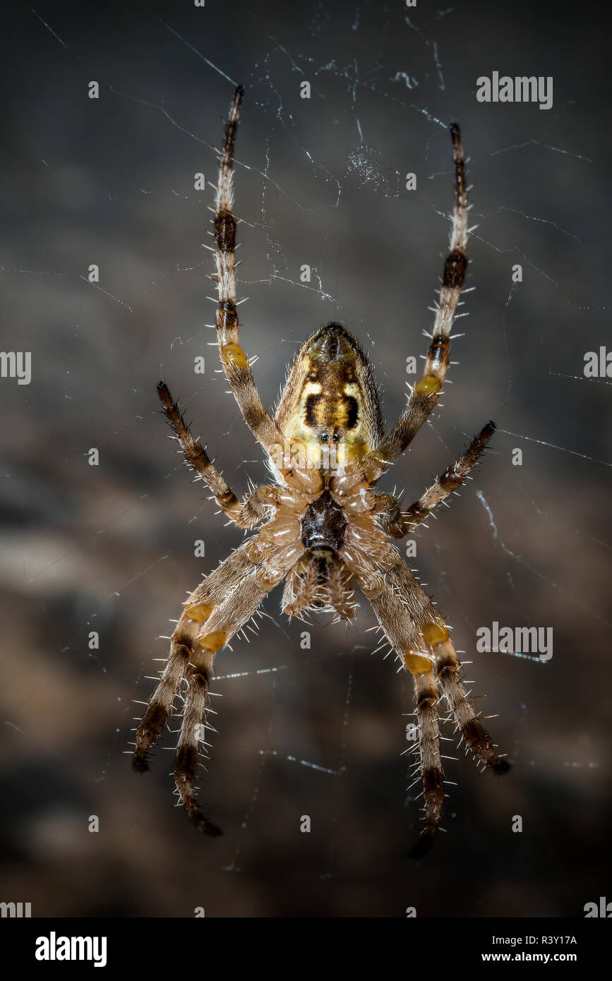 Ein Kreuz Spinne fotografiert kopfüber in den net hängen von der Unterseite Stockfoto